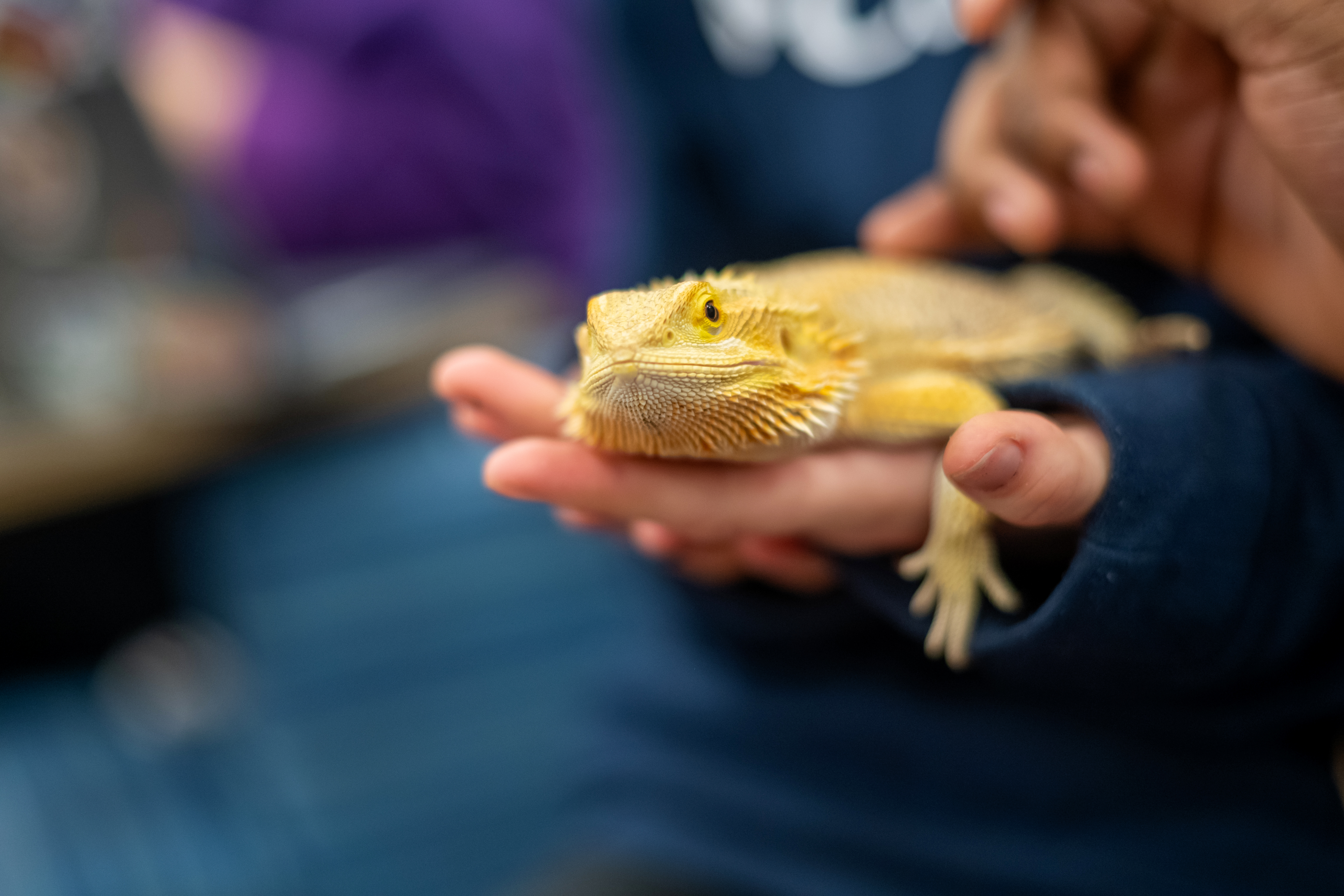 a close up of a hand holding a bearded dragon. 