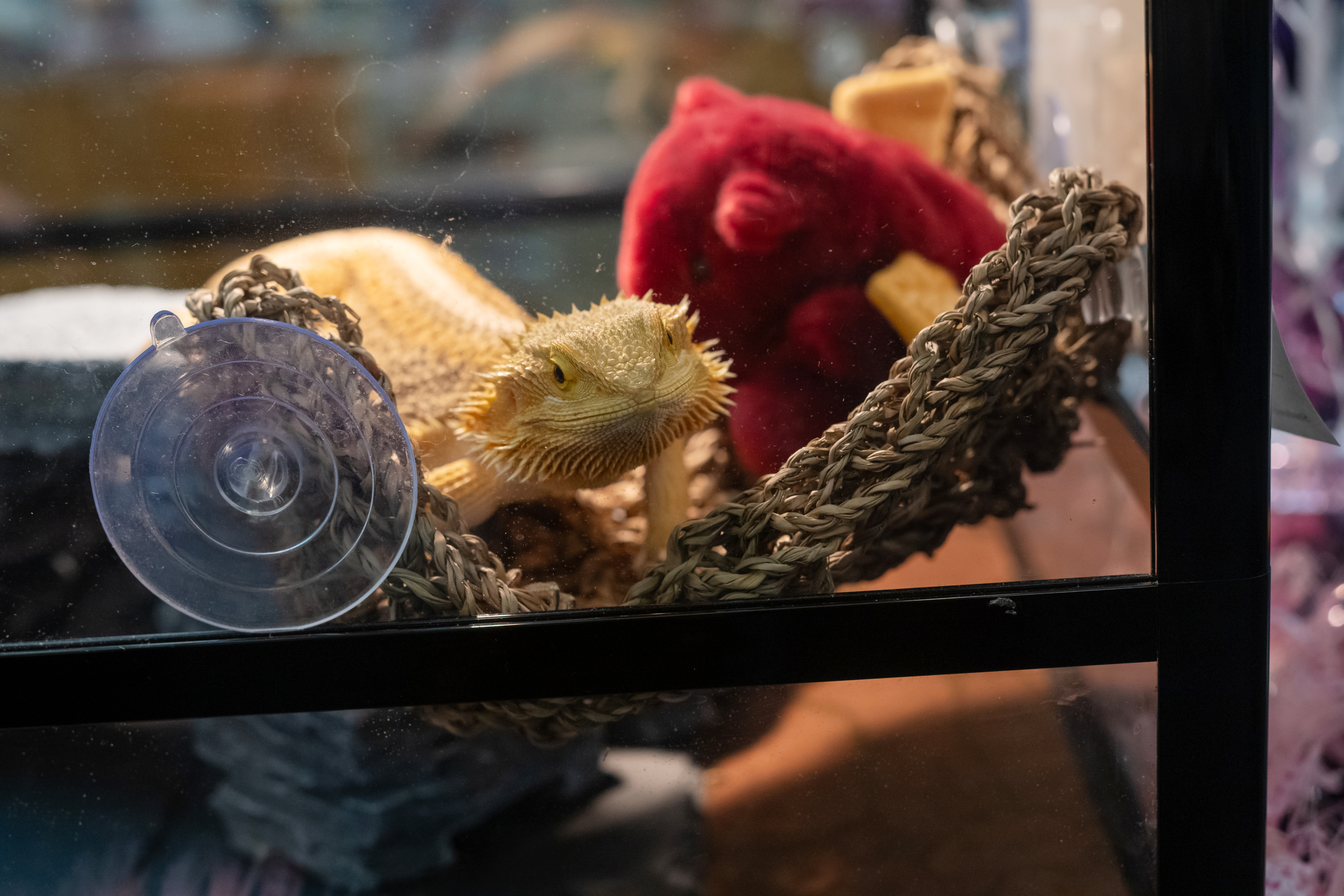 a bearded dragon in its glass enclosure